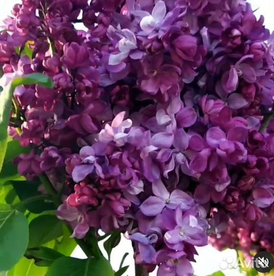 Сирень на штамбе