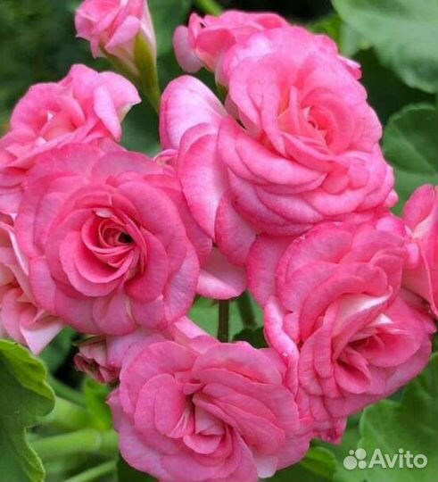 Цветы для дома