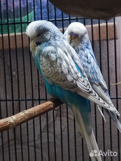 Попугаи чехи, самки, самцы, птенцы