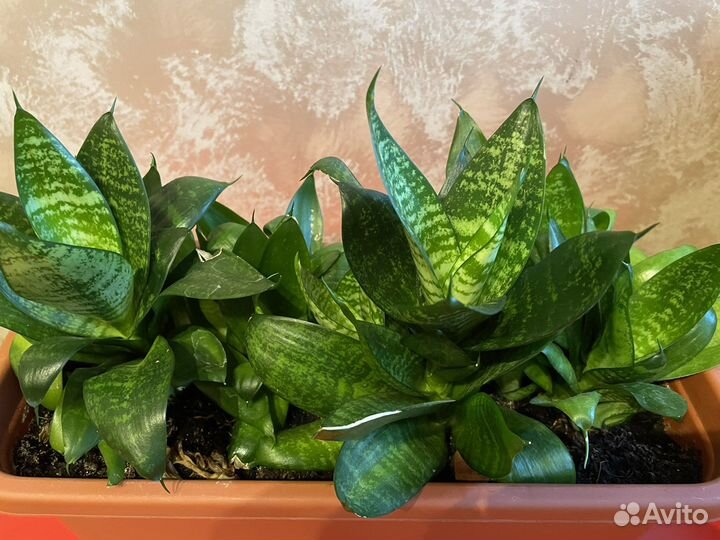 Комнатные цветы