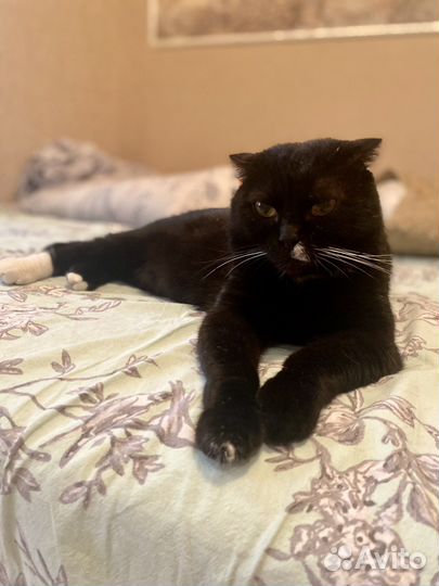 Вислоухий кот в добрые руки