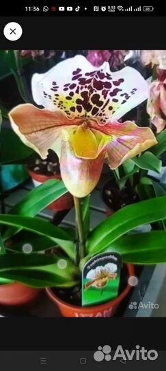 Орхидея пафиопедилум