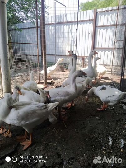 Гусята домашние