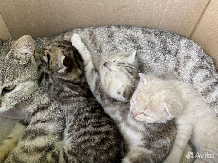 Британские котята