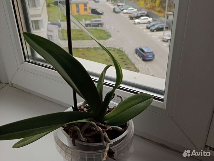 Орхидея фаленопсис