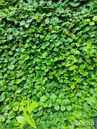 Лизимахия (вербейник монетчатый) черенки