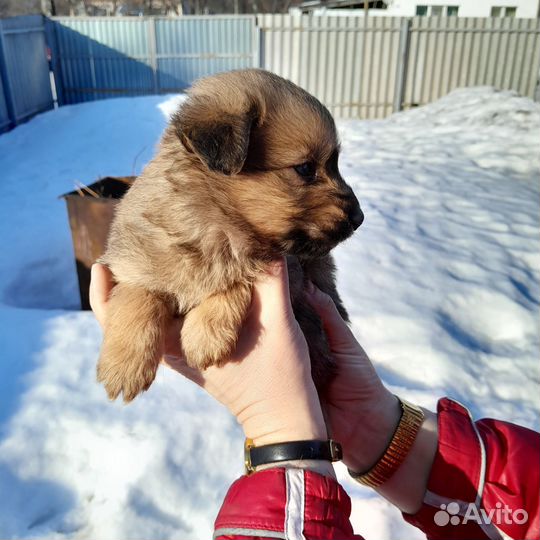 Щенки в добрые руки