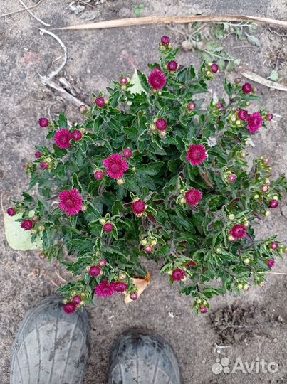 Хризантемы