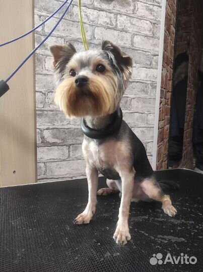 Стрижка собак - Груминг Собак