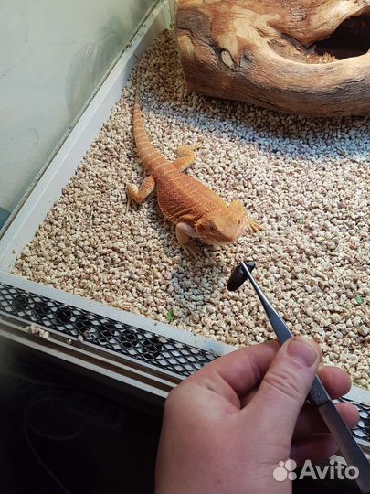 Мраморные тараканы