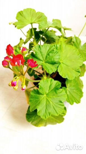 Пеларгония