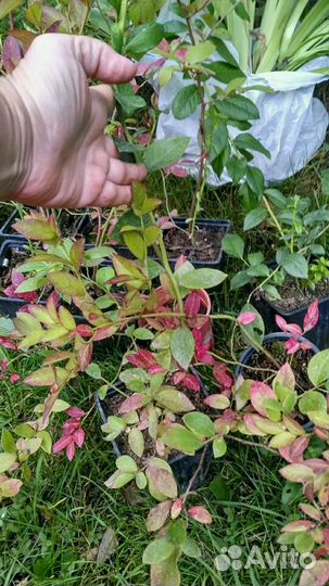 Саженцы голубики садовой 15 сортов