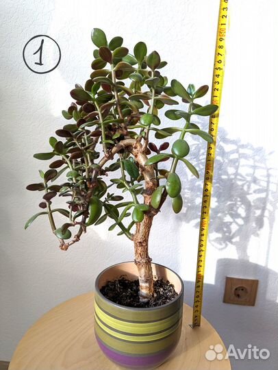 Крассула / толстянка