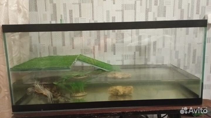 Террариум с черепахой