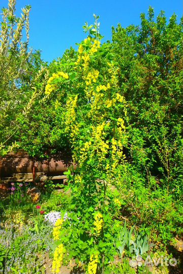 Бобовник Золотой дождь