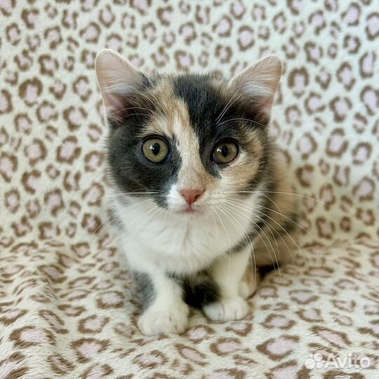 Шотландская Плюшка в добрые руки