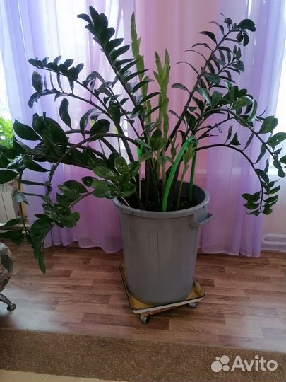 Цветы большие для офиса или дома