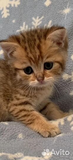 Британские котята