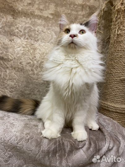 Котёнок девочка породы мейн кун с документами