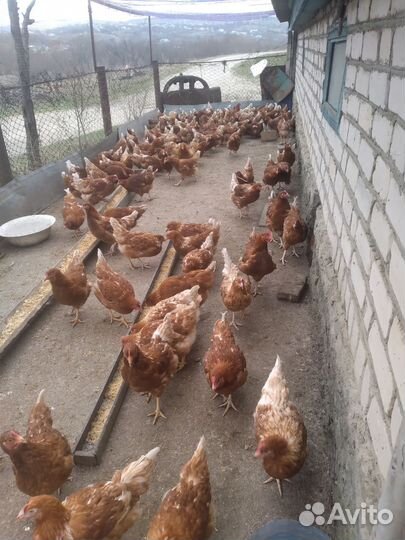 Куры несушки молодки