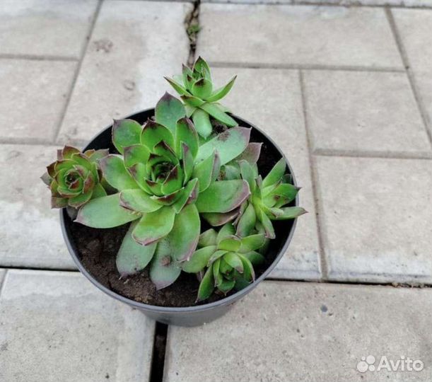 Бадан, хионодокса, каменная роза