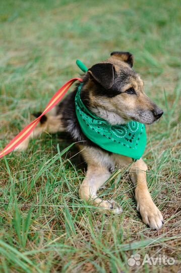 Утончённая красотка Шанель ждёт свою семью