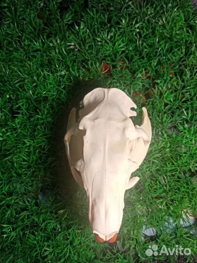 Череп нутрии