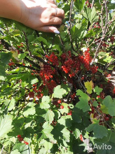 10.07 Клубника родительская 5л привезла в город