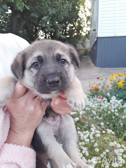 Щенок, мальчик