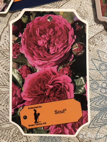 Роза Соул