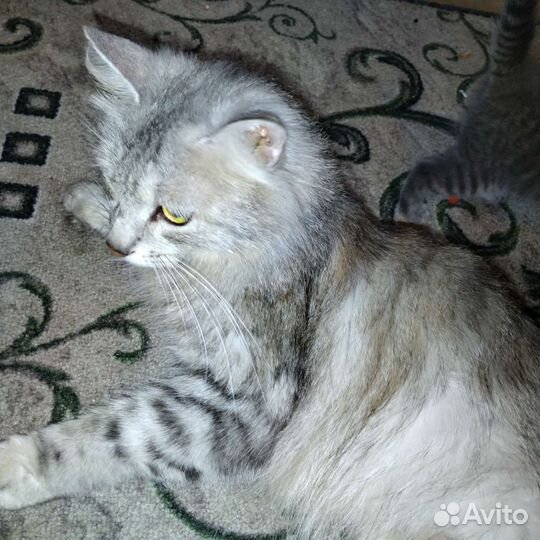 Кошка в дар бесплатно
