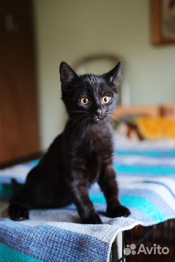 Черный уголёк забавный котёнок 2,5 мес
