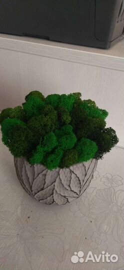 Кашпо со стабилизированным мхом