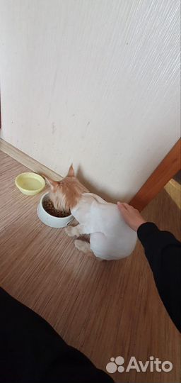 Мейн-кун кот