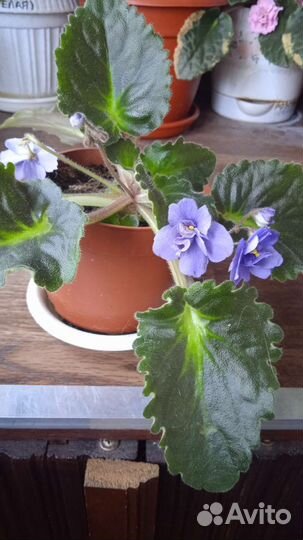 Цветущие фиалки