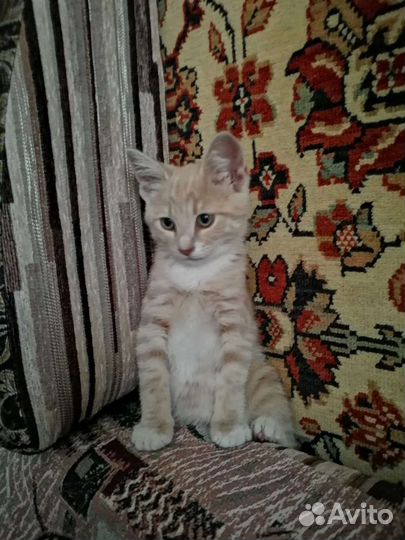 Кошка в дар бесплатно