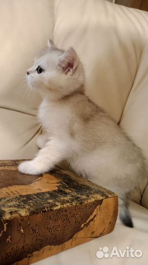 Кошечка