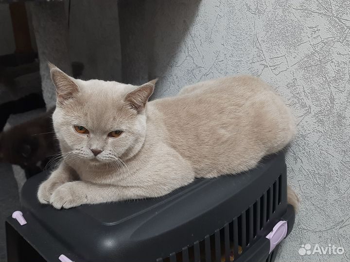 Шотландская