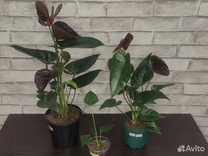 Антуриумы в ассортименте (часть 3)