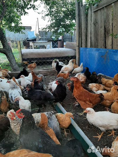 Куры несушки домашние