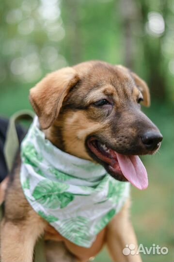 Щенок в дар бесплатно ищет дом и семью