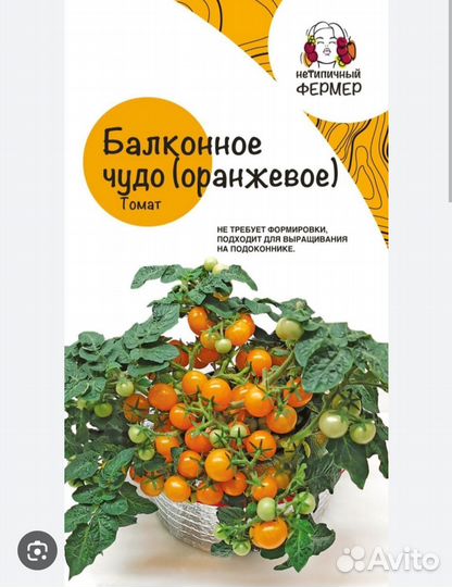 Рассада балконных помидор