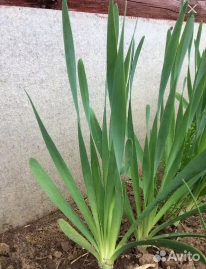 Многолетний лук, 2 сорта