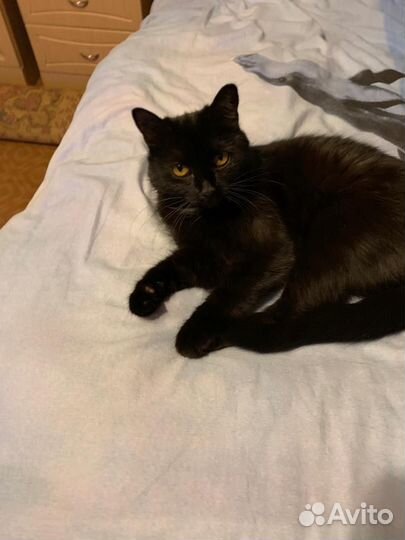 Кошка потерялась