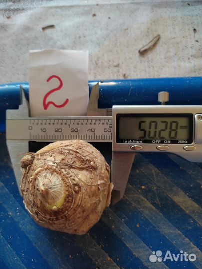 Сауроматум гутатум (пятнистый)