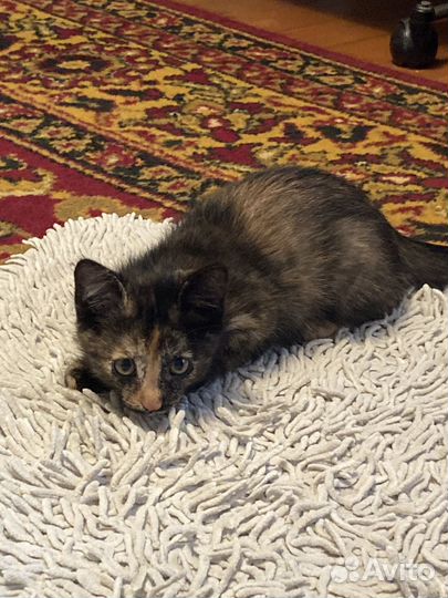 Ириска 2 месяца