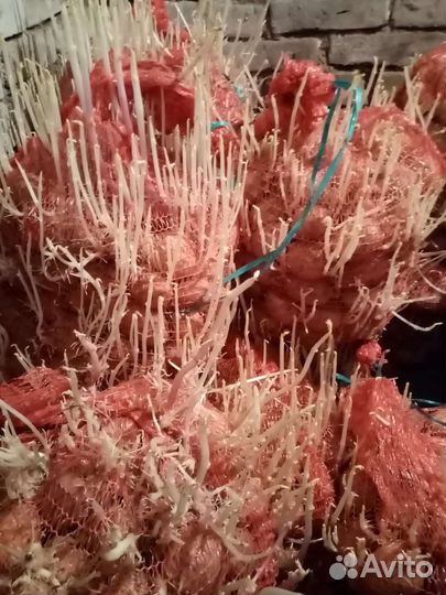 Семенной картофель