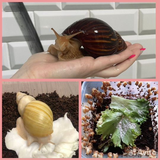 Улитка ахатина гигантская