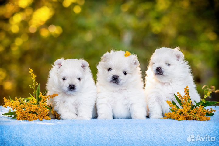 Белые и крем Померанские шпицы