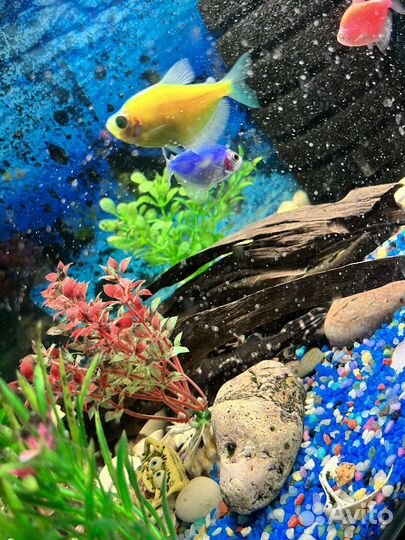 Аквариум с рыбками
